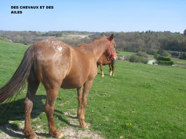 Poupette, jument ONC selle, 18 ans (24) 285976Photos_17.04.2010_008