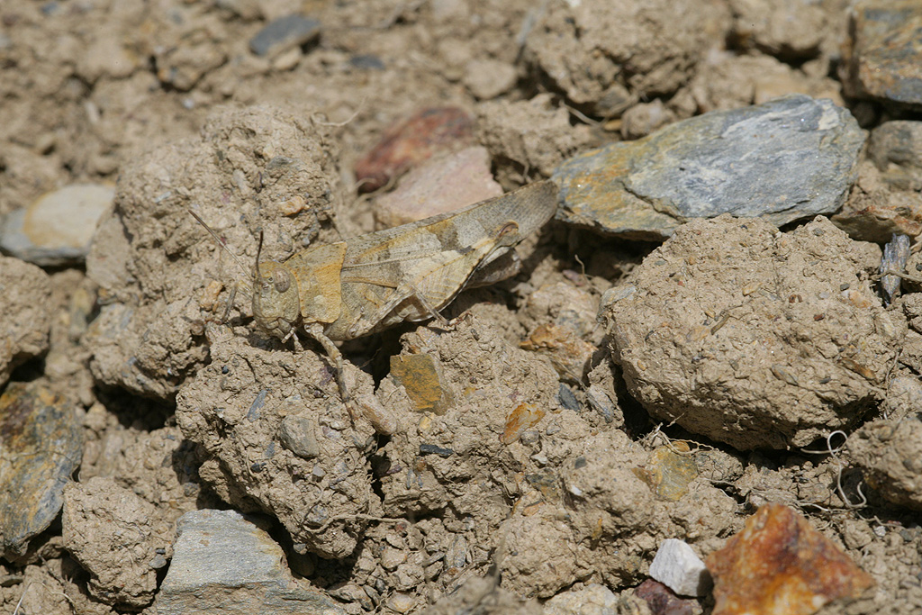 [Oedipoda caerulescens] Cherchez le criquet! 292189CricAilBleu2