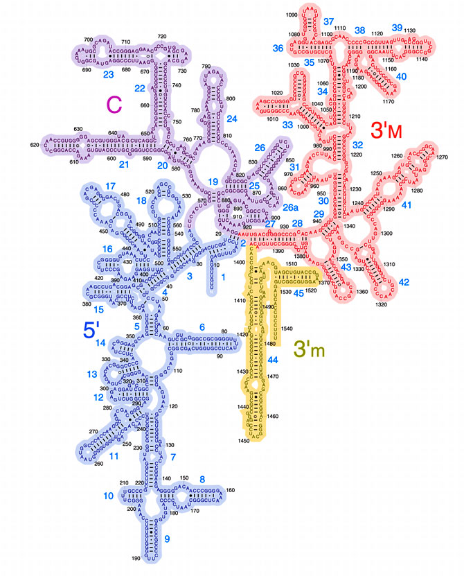 Taxonomie bacterienne 299194GRAND