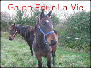 RASTA - TF né en 2005 - adopté en janvier 2010 par Philippe 30050Rasta