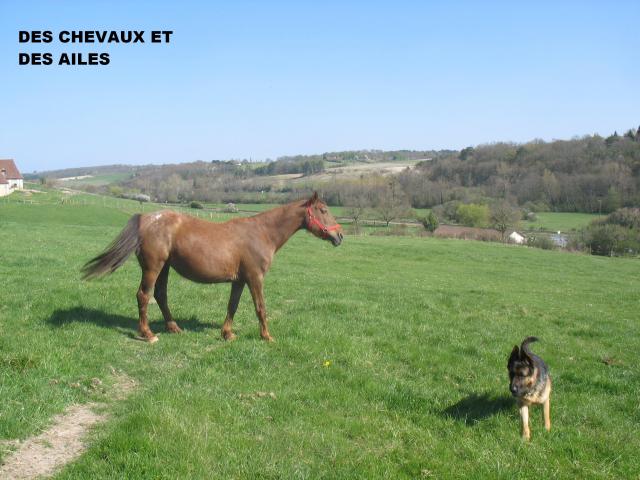 Poupette, jument ONC selle, 18 ans (24) 305254Photos_17.04.2010_016