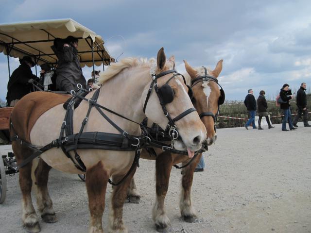 Salon du cheval de Rambouillet 308195IMG_0350_1_