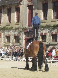 Haras Nationaux de Montier-en-Der (52) 310832Haras_nationaux_049