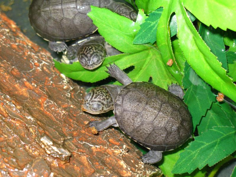 Pelusios castaneus NC 2010 311309IMG_9910014