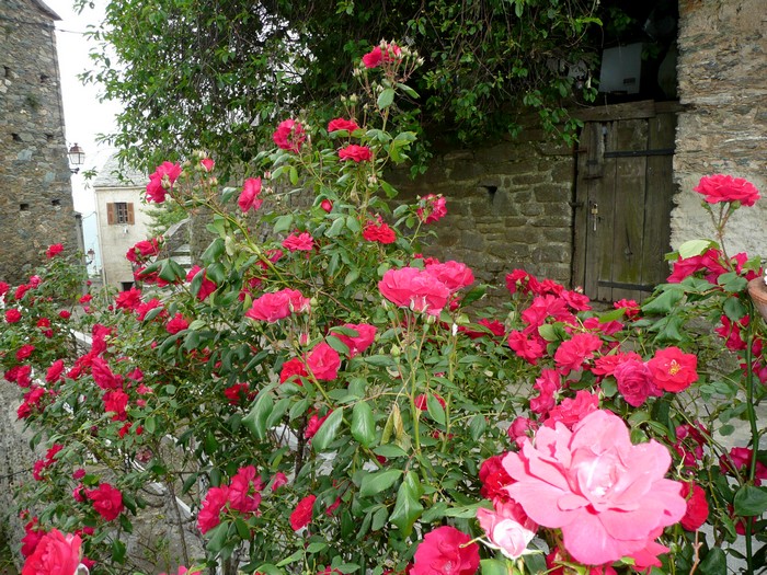 Le Petit Cabanon - Mai 2010 - Page 9 326254roses