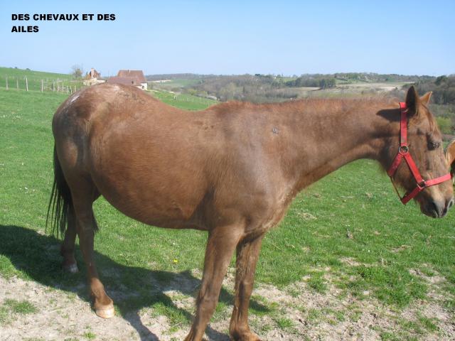 Poupette, jument ONC selle, 18 ans (24) 341248Photos_17.04.2010_007