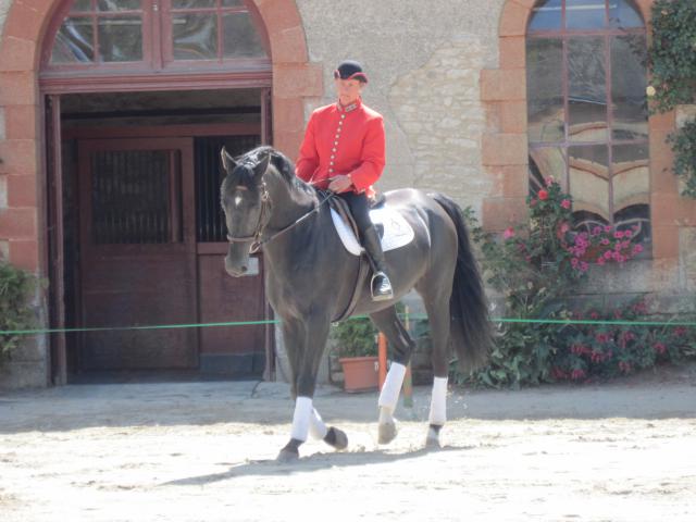 visite aux haras d'Hennebont (56) 356247IMG_0652_1_