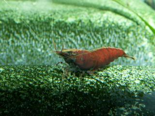 Neocaridina heteropoda 364690a4