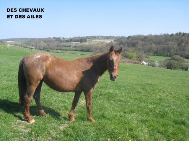 Poupette, jument ONC selle, 18 ans (24) 366461Photos_17.04.2010_018