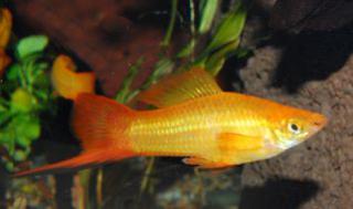 Xiphophorus helleri 3707251