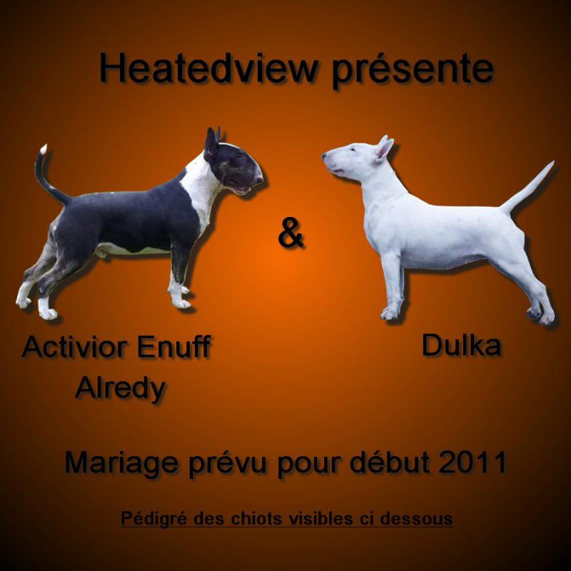 Dulka x Activior Enuff Alredy at Kilacabar 372726annonce_mariage_Dulka