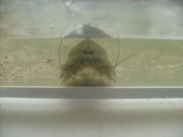 Triops cancriformis. 373825S7301535