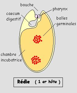 Plathelminthes: les Digènes 374456redie