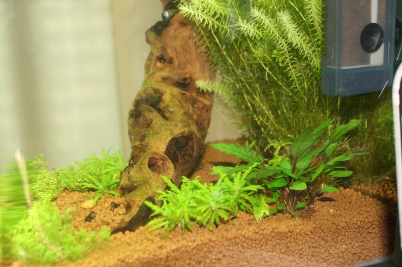 nano 20L aquascaping crevette 37695IMG_5045