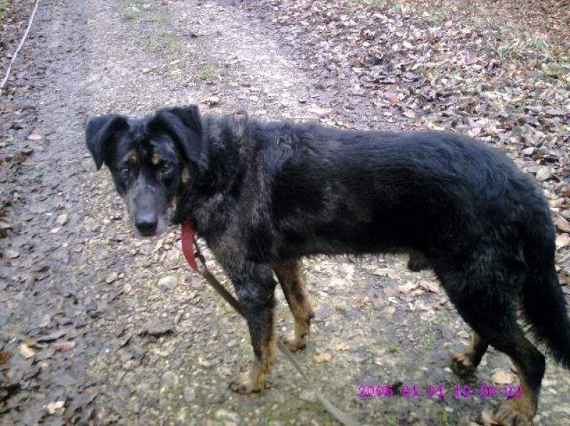 Ralf, vieux beauceron arlequin-9 ans (39-spa Lons le Saunier) 378597bv000008