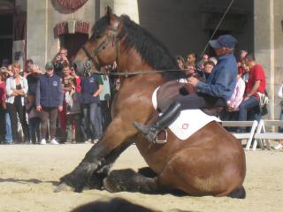 Haras Nationaux de Montier-en-Der (52) 383362Haras_nationaux_046