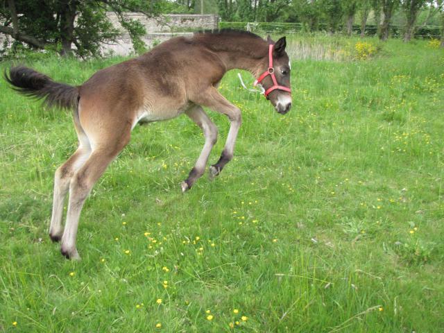 Aiyana d'Eden (SF x jument type Appaloosa) 384739IMG_1343