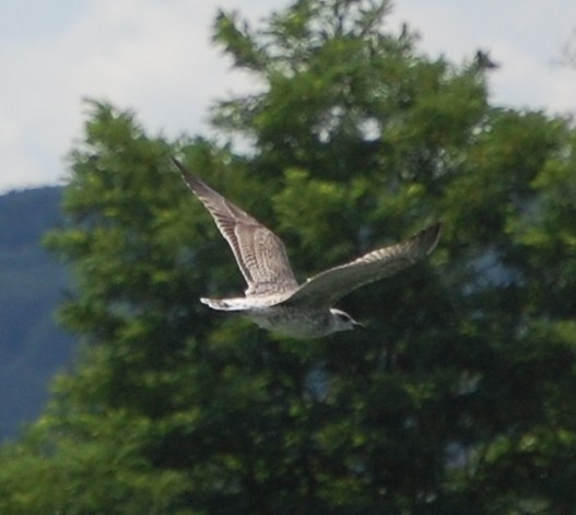 Goéland [Larus fuscus] 385040Goeland_2010_07_13_E_