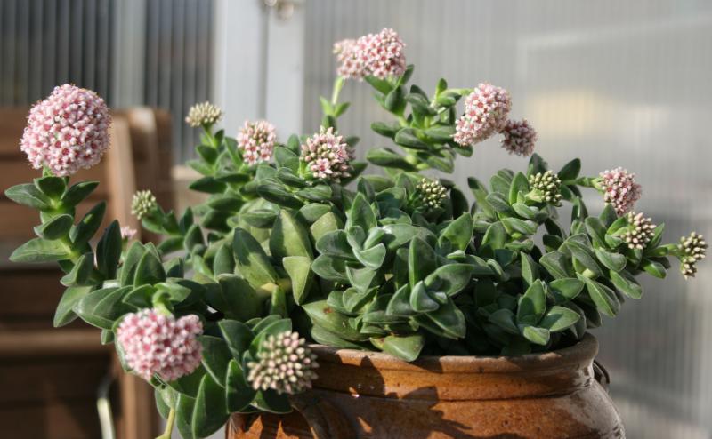 Crassula 'Bride's bouquet' 390414crassula_cv___Bride__s_bouquet__