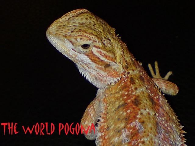 Pogona de Reptile-Snake... 391780DSC00738