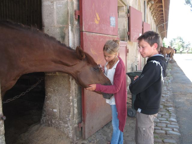 visite aux haras d'Hennebont (56) 395912IMG_0620_1_