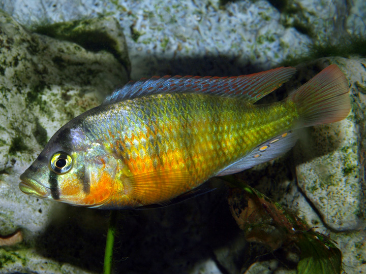 Haplochromis sauvagei Makobe 41267P6306680