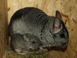 Chinchilla 4131272