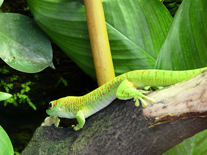 PHELSUMA MADAGASCARIENSIS GRANDIS - Gecko géant de Madagascar 4231511228607573_phelsuma_madagascariensis_grandis_felsuma_madagaskarska