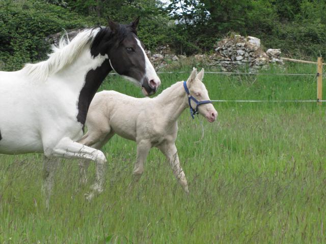 Atento d'Eden (Barbe x Race Crème) 435029IMG_1516