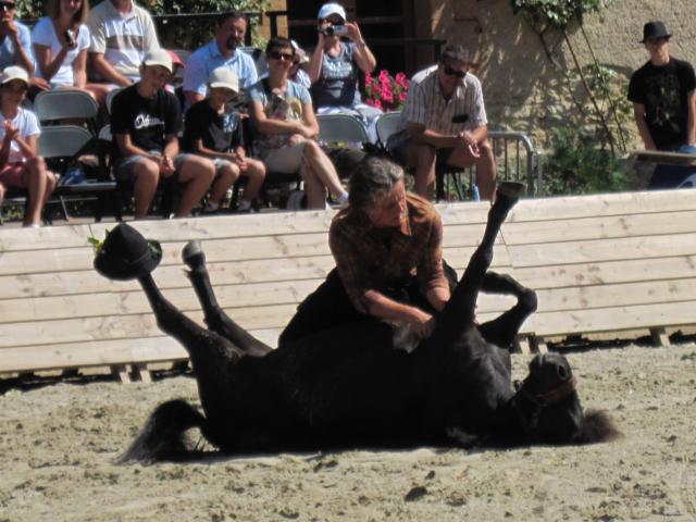 visite aux haras d'Hennebont (56) 435465IMG_0690_1_