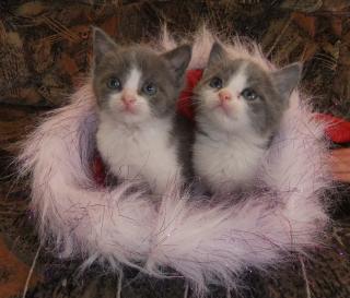 3 adorables chatons gris et blancs à adopter! 436831chatons