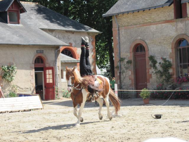 visite aux haras d'Hennebont (56) 439167IMG_0711_1_