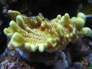 Montipora australiensis??.......sp 441137011