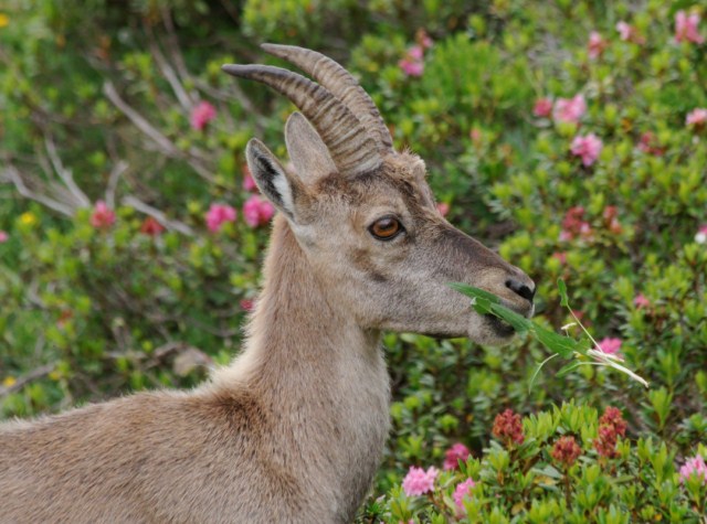 Flore et faune en Vanoise 447675Bouquetins_028__640x480_