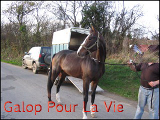 TROPIC - TF né en 2007 - adopté en décembre 2009 par ismeline 448212Tropic