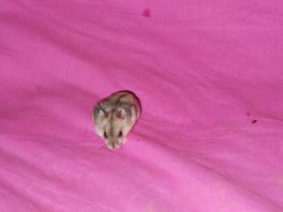 9 BB hamster russe  et 1 mâle adulte 448527DSCN0119