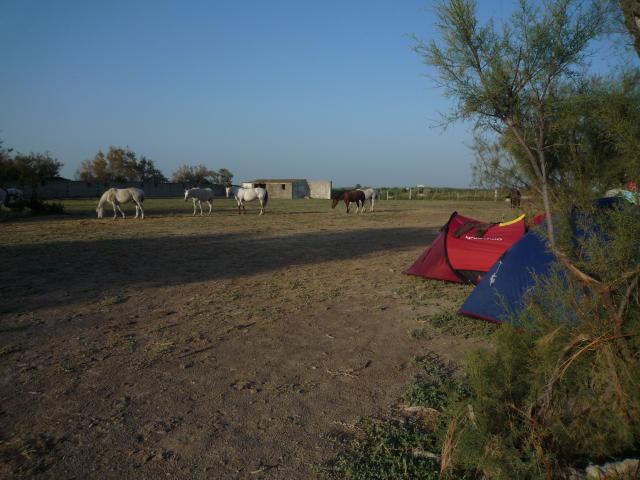 deux jours en Camargue 449325camargue_07.09_135