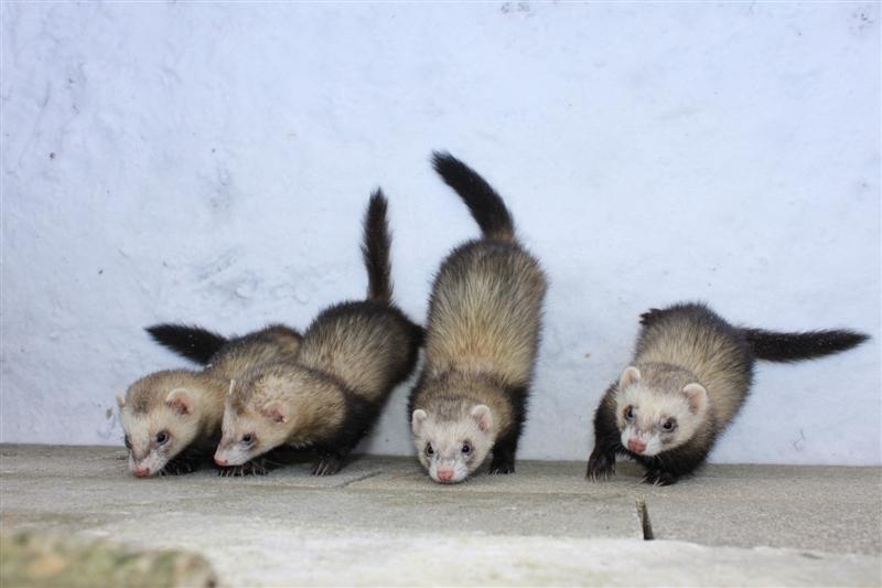 [Adopté] Sauvage, furet male, Refuge FREE (Dpt 77) 457473refuge_191209__71___Medium_