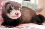 Furet. 4578385