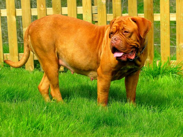 Chili et commodore (dogue de bordeaux) 460297IMG_5457