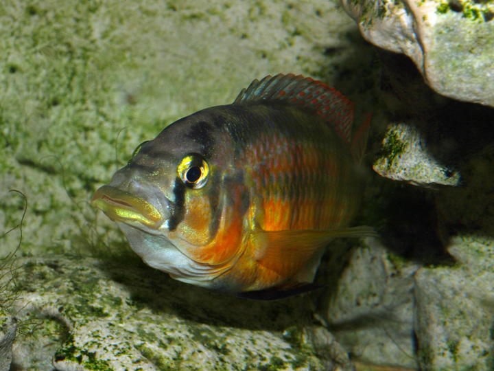 Haplochromis sauvagei Makobe 462641P6306697