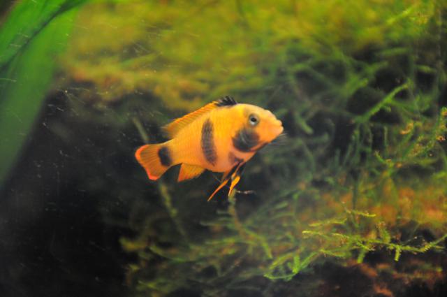 Femelle Apistogramma en souffrance : elle gonfle Help 463359DSC_2228_1_