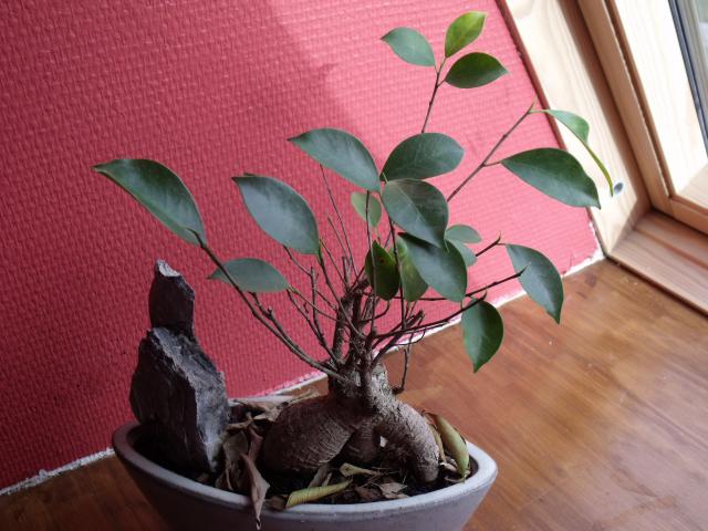 help bonsai ficus 4653402010_06050008