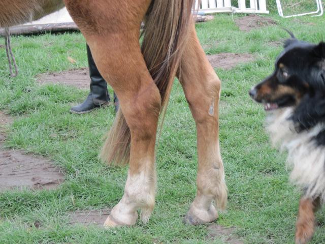 un chien peut il être dans les pieds des chevaux...???? 46550IMG_1082_1_