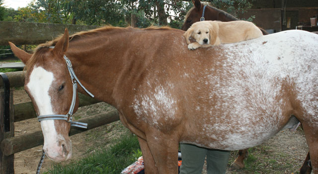 concour de photo de chien - Page 3 468569dzeuscharlie