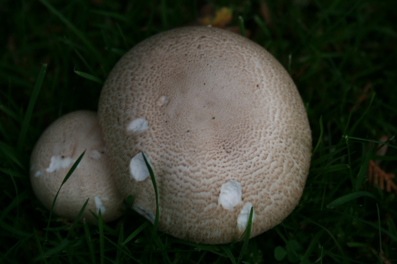 Les champignons de mon jardin. - Page 2 471661DPP_2082