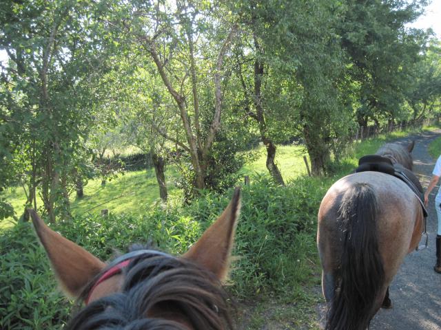 balade dans le Cantal 487011IMG_0469_1_