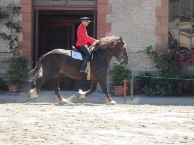 visite aux haras d'Hennebont (56) 490821IMG_0660_1_