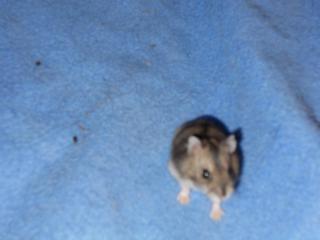 9 BB hamster russe  et 1 mâle adulte 492483DSCN0120