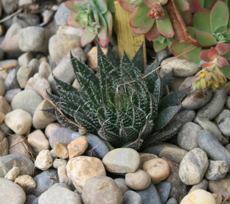 Aloe aristata 497990IMG_7240